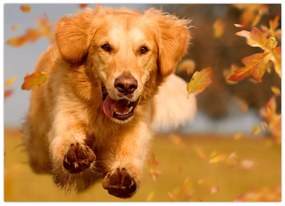 Tablou pe sticlă - Golden Retriever (70x50 cm)