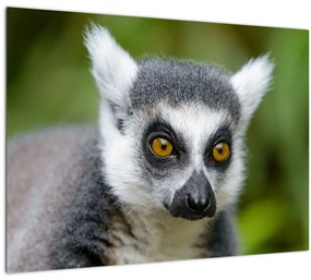 Tablou cu lemur (70x50 cm)