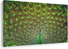 Tablou - Peacock (90x60 cm)