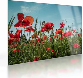 Tablou pe sticlă - Pe câmpul cu maci (70x50 cm)