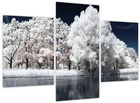 Tablou - Albă ca Zăpada Albă ca Zăpada Copaci (90x60 cm)