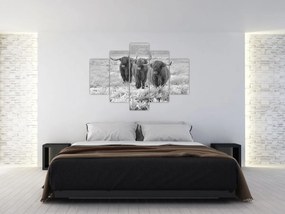 Tablou - Vaci scoțiene,alb-negru (150x105 cm)