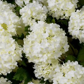 Buchet artificial LUX din 36 fire Hortensii albe, Hydrangeas snowball