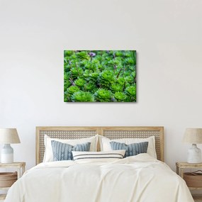 Tablou - Aloe (70x50 cm)