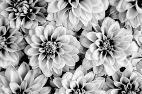 Fototapet flori de dalia în design alb-negru