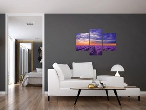 Tablou câmpului cu lavandă (90x60 cm)