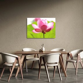 Tablou pe sticlă cu flori de lotus (70x50 cm)