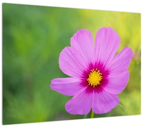 Tablou - floare de câmp (70x50 cm), în 40 de alte dimensiuni noi
