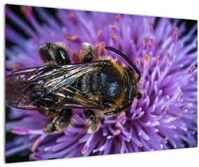 Tablou cu albina pe floare (90x60 cm)