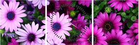 Tablou - Flori (cu ceas) (90x30 cm)