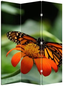 Paravan - Fluture pe floare (126x170 cm)