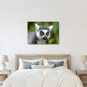 Tablou cu lemur (70x50 cm)