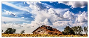 Tablou cu câmp de floarea soarelui (120x50 cm)
