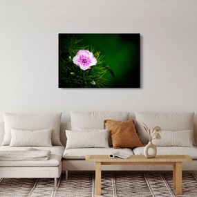 Tablou cu floare roz (90x60 cm)