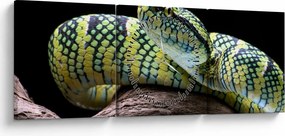 Tablou - Șarpele cu clopoței al lui Wagler (cu ceas) (90x30 cm)