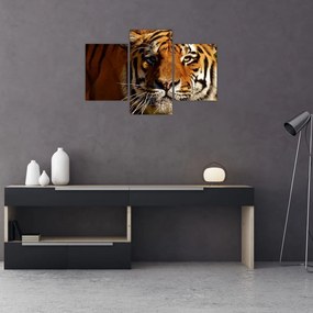 Tablou cu tigrul (90x60 cm)