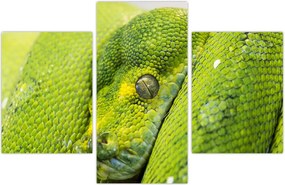 Tablou cu șarpe (90x60 cm)