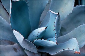 Tablou - Agave (90x60 cm)