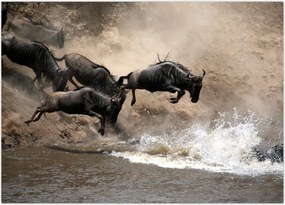 Tablou - Turmă de gnu (70x50 cm)