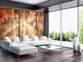 Fototapet - Pădurea de toamnă în lumina solară (152,5x104 cm), în 8 de alte dimensiuni noi