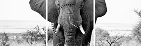 Tablou - Elefantul african II. (cu ceas) (90x30 cm)