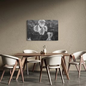 Tablou - Iarba de bumbac (90x60 cm)