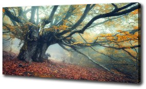Tablou pe pânză canvas Copac vechi