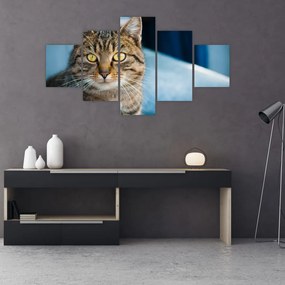 Tablou - Pisica domestică (125x70 cm), în 40 de alte dimensiuni noi