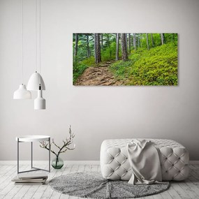 Tablou pe acril Drum forestier
