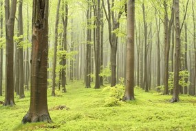 Tapet Deciduous Forest, Rebel Walls