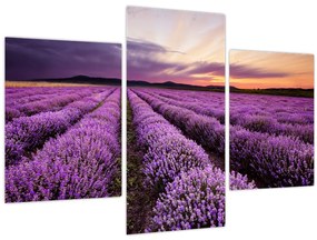 Tablou - Câmp de lavandă la apus de soare (90x60 cm)