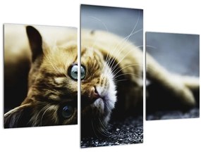 Tablou cu pisica (90x60 cm)