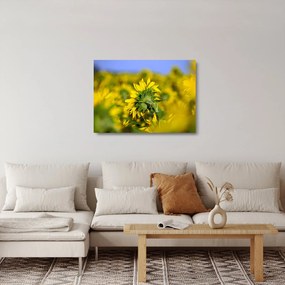 Tablou pe sticlă cu floarea soarelui (70x50 cm)