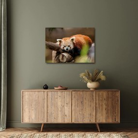 Tablou cu panda roșie (70x50 cm)