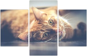 Tablou - Pisici pe podea (90x60 cm)