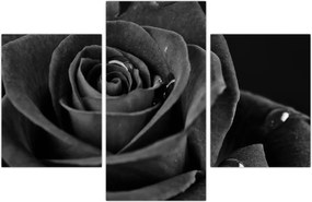 Tablou - Trandafir roșu aprins (90x60 cm)