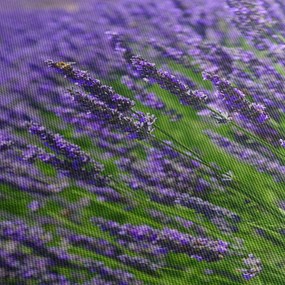 Tablou - lavanda (70x50 cm)