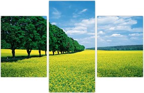 Tablou - Câmp cu alei (90x60 cm)