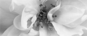 Tablou - Floare,alb-negru (120x50 cm)