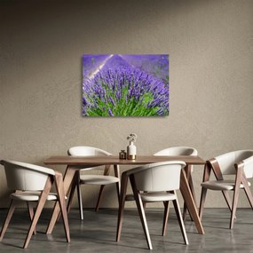 Tablou pe sticlă - lavanda (70x50 cm)