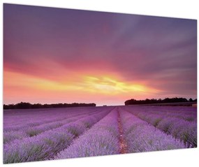 Tablou - Câmp de lavandă (90x60 cm)