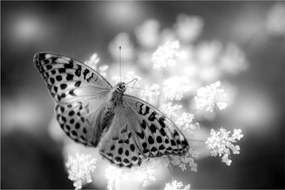 Tablou - Detailu cu fluture care polenizează floare (90x60 cm)