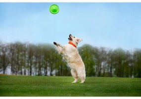 Frisbee pentru caini Flyber 62175, 22 cm, Forma unica, Inofensiv pentru dintii cainilor, Verde