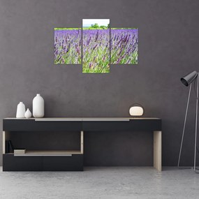 Tablou - Lavandă în câmp (90x60 cm)