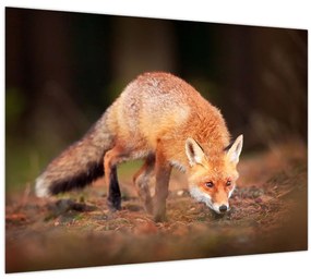 Tablou - Vulpe in pădure (70x50 cm)