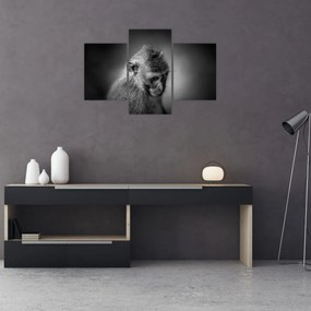 Tablou - Maimuță (90x60 cm)