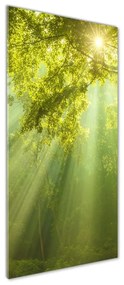 Tablou sticlă acrilică Soare în pădure