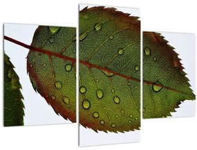 Tablou - Frunze de trandafir (90x60 cm)