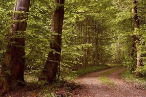 Fototapet autoadeziv pădure verde