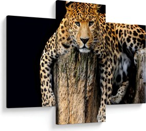 Tablou - Ghepard (90x60 cm)
